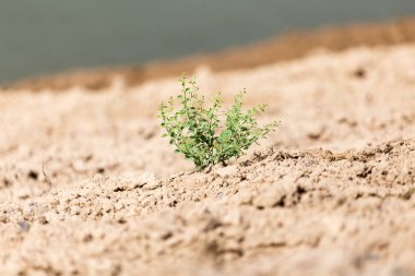 Kuru toprakta yeşil bitki. .