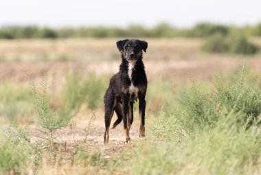 Doğadaki kara köpek. Doğadaki parkta.