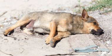 Köpek yerde yatıyor. Doğadaki parkta.