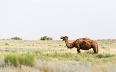 Doğada bir deve portresi. Doğadaki parkta.