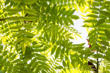 Doğada ağaçtaki yeşil yapraklar .