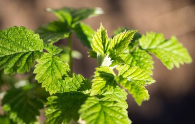 Genç ahududu yaprakları doğada. Doğadaki parkta.