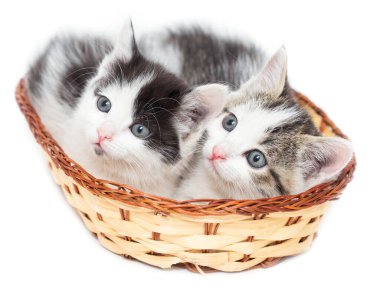 Beyaz arka planda sepette iki kedi yavrusu. .