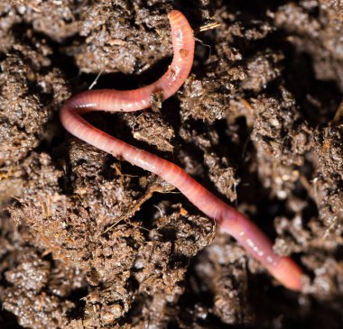 Gübre içindeki kırmızı solucanlar. Makro. Doğadaki parkta.