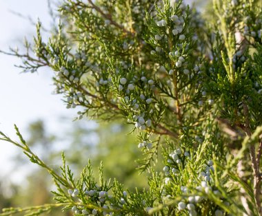 Bir eşkıyanın doğadaki güzel dalı .