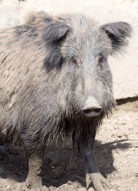 Hayvanat bahçesindeki çamurda yaban domuzu .