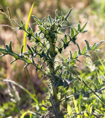 Doğada dikenli bitki. Doğadaki parkta.