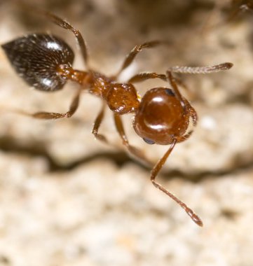 Karınca yerde. Süper Macro. Doğadaki parkta.