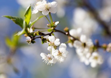 Mavi gökyüzüne karşı ağaçtaki çiçekler .
