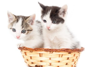 Beyaz arka planda sepette iki kedi yavrusu. .