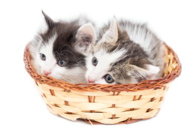 Beyaz arka planda sepette iki kedi yavrusu. .