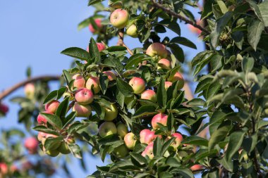 Ağaçtaki olgun elmalar. Doğadaki parkta.