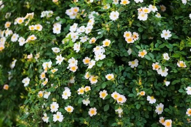 Açık havada çalılıklarda güzel çiçekler. Doğadaki parkta.