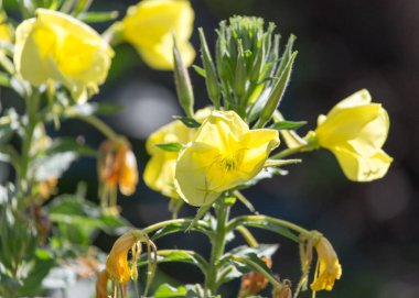 Doğadaki sarı çiçek. Doğadaki parkta.