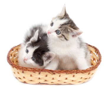 Beyaz arka planda sepette iki kedi yavrusu. .