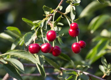 Olgun kirazlar doğadaki ağaçta .