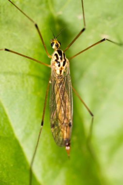 Doğada sivrisinek var. Makro. Doğadaki parkta.