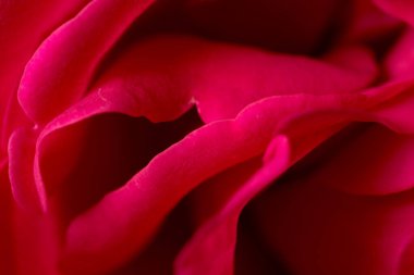 Arka plan olarak kırmızı gül yaprakları. makro .