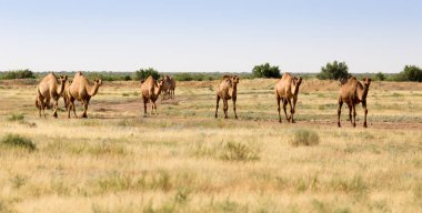 Çöldeki deve kervanı. Doğadaki parkta.