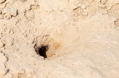 Toprağa hayvan yuvası. Doğadaki parkta.