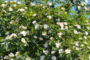 Açık havada çalılıklarda güzel çiçekler. Doğadaki parkta.