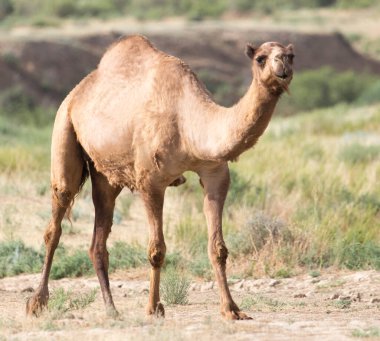 Doğada bir deve portresi. Doğadaki parkta.