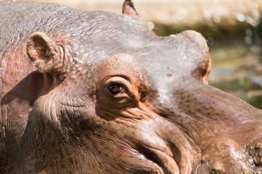 Hayvanat bahçesindeki bir su aygırının portresi. .