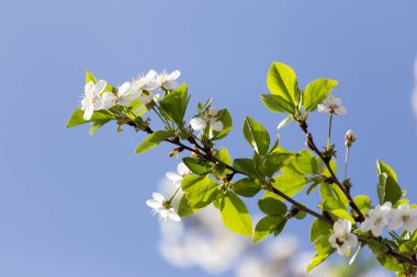 Mavi gökyüzüne karşı ağaçtaki çiçekler .