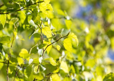 Doğada huş ağaçlarının yeşil yaprakları. Doğadaki parkta.
