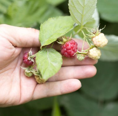 Doğada olgunlaşmış ahududular var. Doğadaki parkta.