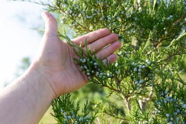 Doğanın kozalaklı dalları. Doğadaki parkta.