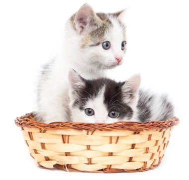 Beyaz arka planda sepette iki kedi yavrusu. .