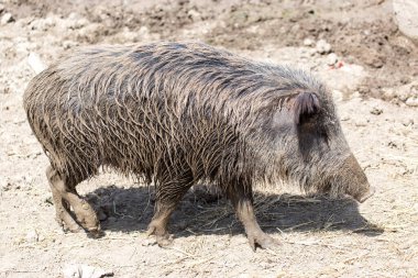 Doğa üzerindeki parkta yaban domuzu .