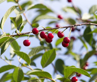 Olgun kirazlar doğadaki ağaçta .