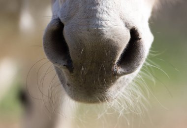 doğada bir parkta burun eşek .