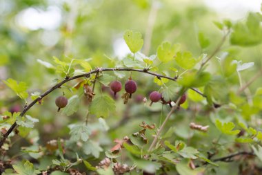 Olgun böğürtlen üzümü dışarıda. Doğadaki parkta.
