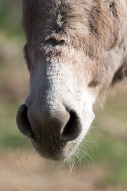doğada bir parkta burun eşek .
