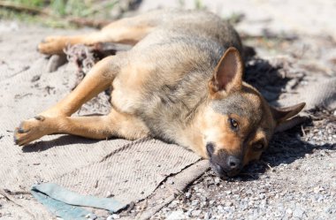 Köpek yerde yatıyor. Doğadaki parkta.