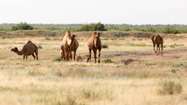 Çöldeki deve kervanı. Doğadaki parkta.