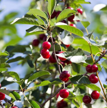 Olgun kirazlar doğadaki ağaçta .