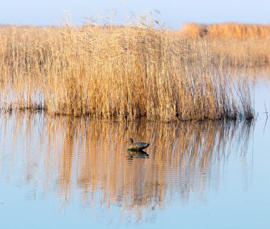 Doğadaki gölde ördek .