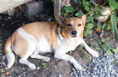 Doğadaki köpek. Doğadaki parkta.