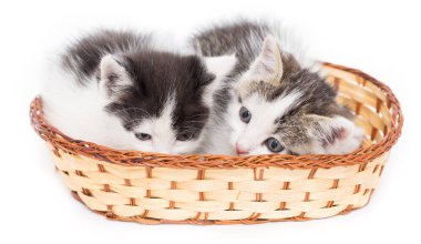 Beyaz arka planda sepette iki kedi yavrusu. .