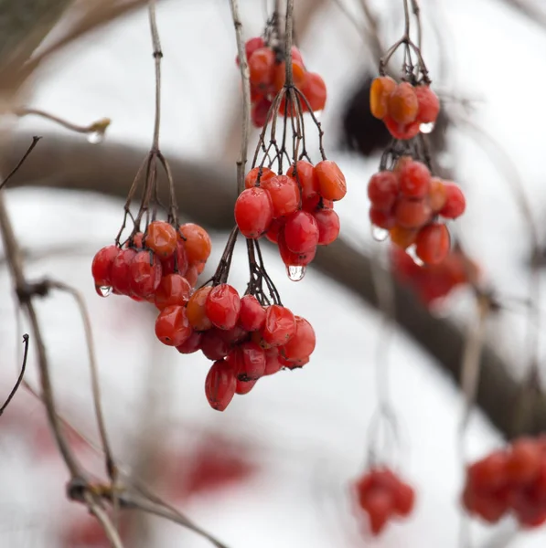 Red Viburnum Tree Winter — Stock Photo, Image