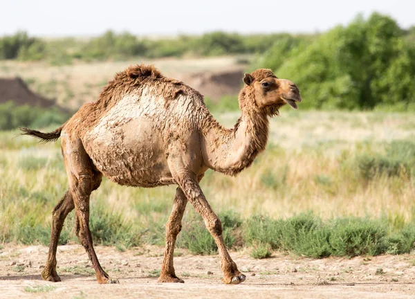 Porträt Eines Kamels Der Natur Park Der Natur — Stockfoto