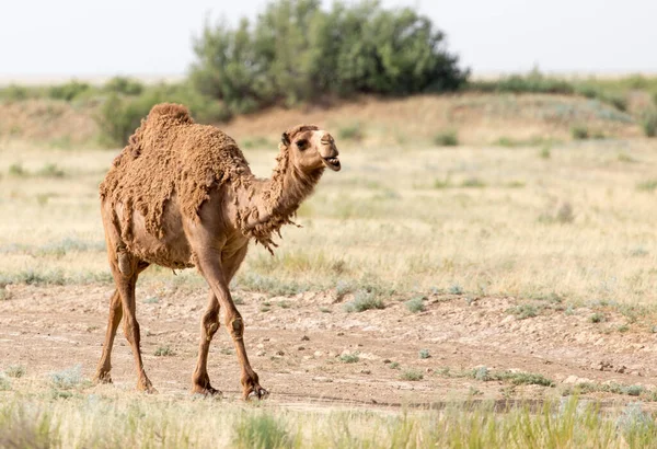 Ritratto Cammello Natura Nel Parco Nella Natura — Foto Stock