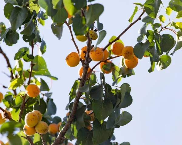 Mogna Aprikoser Trädet Naturen — Stockfoto
