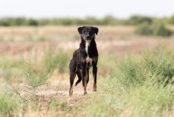 Doğadaki kara köpek. Doğadaki parkta.