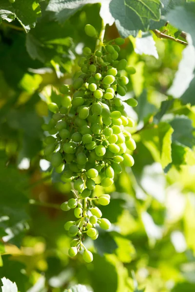 Uvas Verdes Jóvenes Naturaleza Parque Naturaleza —  Fotos de Stock