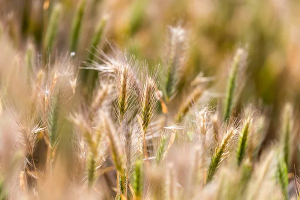 Oreilles Sèches Sur Herbe Extérieur Dans Parc Dans Nature — Photo